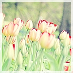  <b>Красивые</b> тюльпаны. Желтые с красным 