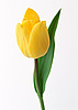  <b>Красивый</b> желтый тюльпан с зелеными листьями 