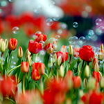  Над <b>красными</b> тюльпанами летают мыльные пузыри 