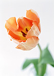  Тюльпан <b>оранжевый</b> 