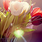  <b>Разноцветные</b> тюльпаны в солнечном свете 
