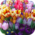  <b>Красивые</b> разноцветные тюльпаны 
