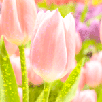  Розовые тюльпаны <b>освещены</b> солнцем 