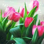 Красивые ярко-розовые тюльпаны
