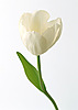  <b>Белый</b> тюльпан 