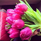  Букет <b>тюльпанов</b> цвета фуксии в женской руке рядом с розов... 