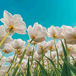 Поле из белых тюльпанов на фоне голубого неба