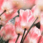 Нежные тюльпаны розовые
