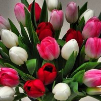 Букет тюльпанов разноцветных