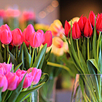 Красные, розовые и цвета фуксии тюльпаны в стеклянных вазах