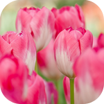 Бледно-розовые тюльпаны