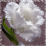 Пушистый белый тюльпан