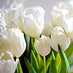 Белые тюльпаны на светлом фоне