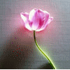 Тюльпан с подсветкой