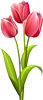 Три тюльпана
