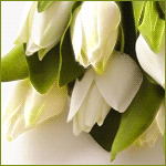 Белые тюльпаны в зелени листвы