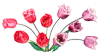 Тюльпаны красные, розовые, сиреневые