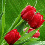 Красные тюльпаны на фоне зеленой листвы
