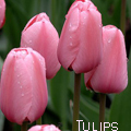 Розовые тюльпаны, tulips