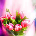 Нежный букет розовых тюльпанов