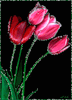 Розовые тюльпаны на черном фоне