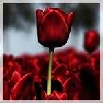 Красные тюльпаны в сумерки