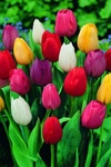 Разноцветье тюльпанов