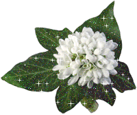  Весенний букет. Белые <b>цветы</b> на фоне зеленых листье 