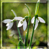 Белые цветы - подснежники. Весна