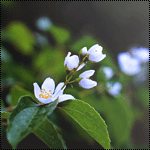 Маленькие белые цветы