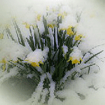 Цветы на снегу