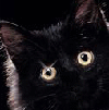 Черный кот (17)
