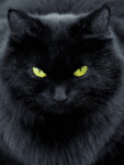 <b>Черный</b> кот (1) 