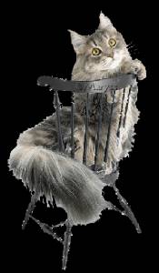  Котик с пушистым хвостом на <b>кресле</b> 