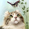 Котенок наблюдает за бабочкой
