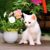 Котёночек сидит под большим цветком