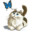  Белогрудый котенок играет с <b>бабочкой</b> 
