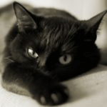 Кошечка черная, глазки желтые
