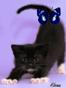 Черный котенок с бабочкой на <b>хвосте</b> 