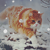 Рыжий кот идет по снегу (2)