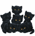 Котятки черные