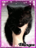 Черный котенок на руке
