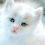  Белый котёнок <b>грустит</b> 