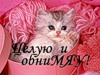 Целую и обниМЯУ! котенок на розовом фоне