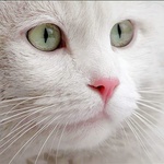  <b>Мордочка</b> белого кота крупным планом 