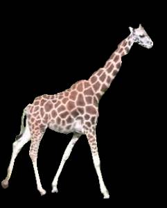  <b>Гуляющий</b> жираф 