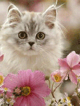 Хорошенький котенок в нежных цветах