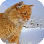 Рыжий кот идет по снегу (3)