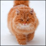 Рыжий кот идет по снегу (4)