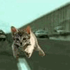 Котенок бежит мимо машин по дороге